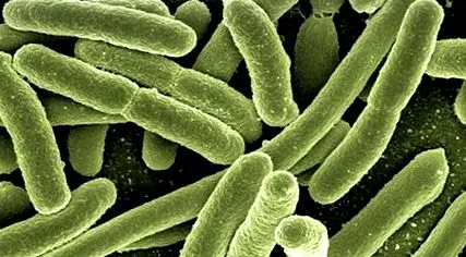 microbiota