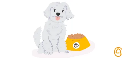 bichon