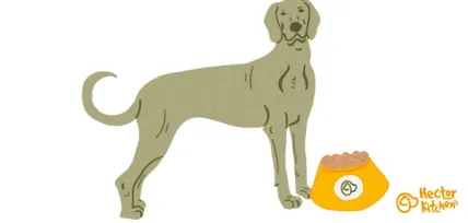 weimaraner