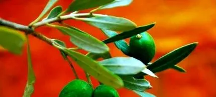 mediterrán