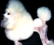 poodle