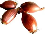 mogyoróhagyma
