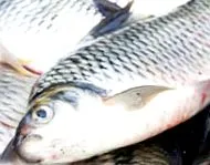 kalóriák