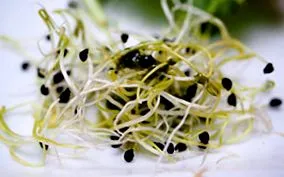 calorii cantitate