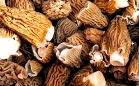 morel