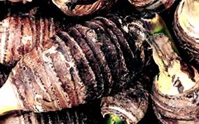 tuberculului
