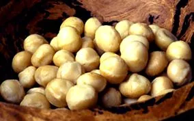 macadamia