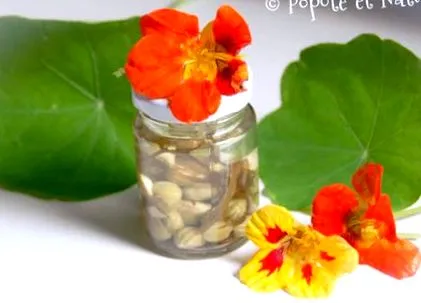 nasturtium