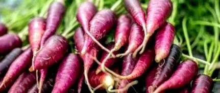 morcovului violet