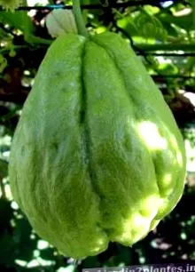 plante