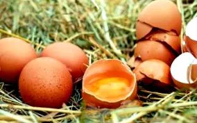 egyetlen