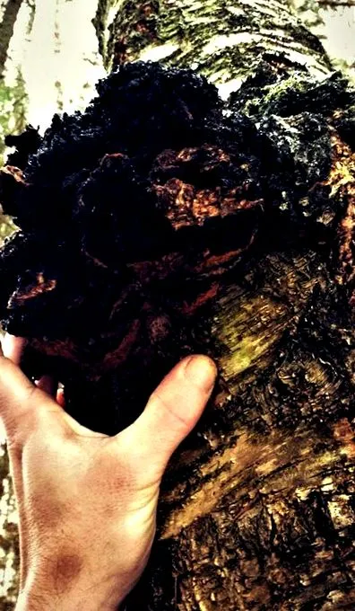chaga chaga