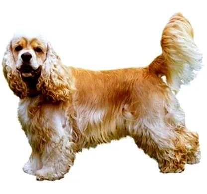 cocker spániel