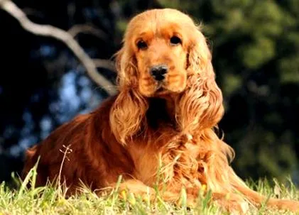 cocker