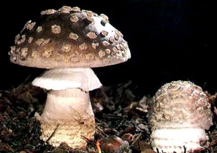 ciuperci