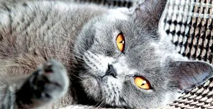 macska