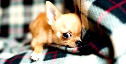 kutyafajta chihuahua