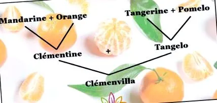 clementinei