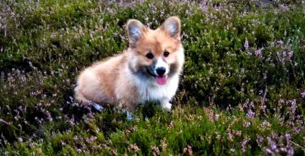 corgi rasă