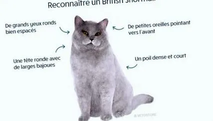 bristish shorthair