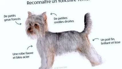 terrier