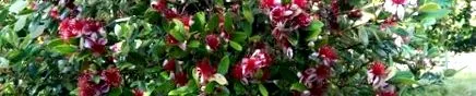 feijoa