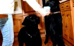 хороший