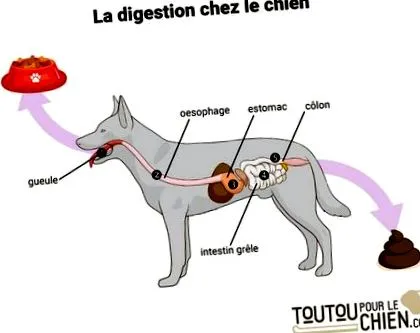 toutoupourlechien