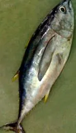 tonhal