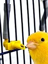 birdseed