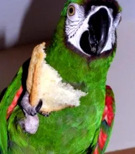 които