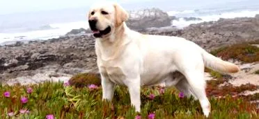 labrador