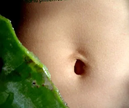 aloe