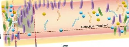 Clostridium difficile