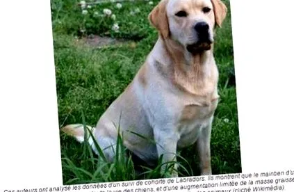 vonal