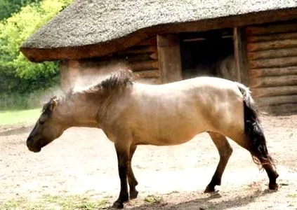față