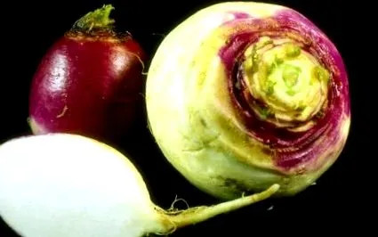 kurkuma bors