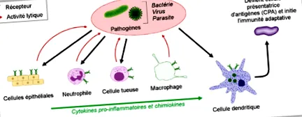 immunológiája