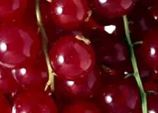 здоров