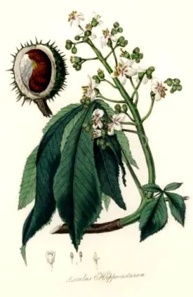 castanul
