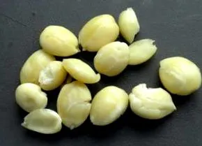 sâmburii