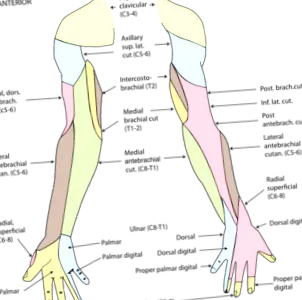 wikimedica
