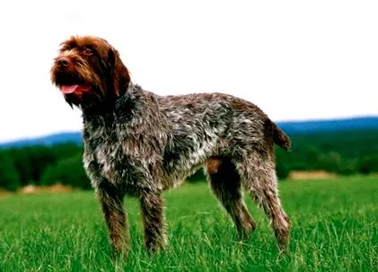 griffon
