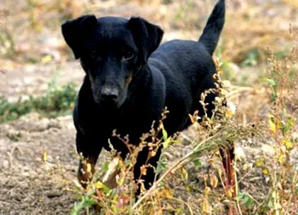 jagdterrier preț