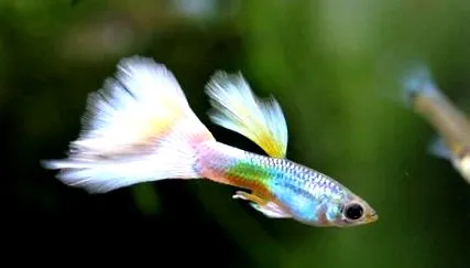 poecilia
