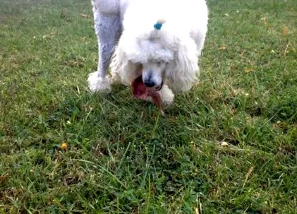 cocker spániel