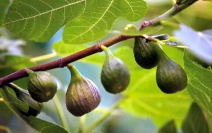 uimitoare proprietăți
