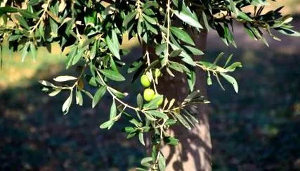olea