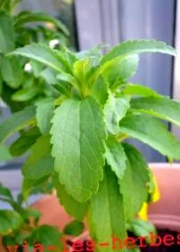 indulcire