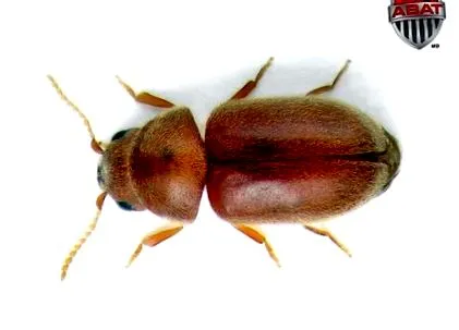lasioderm